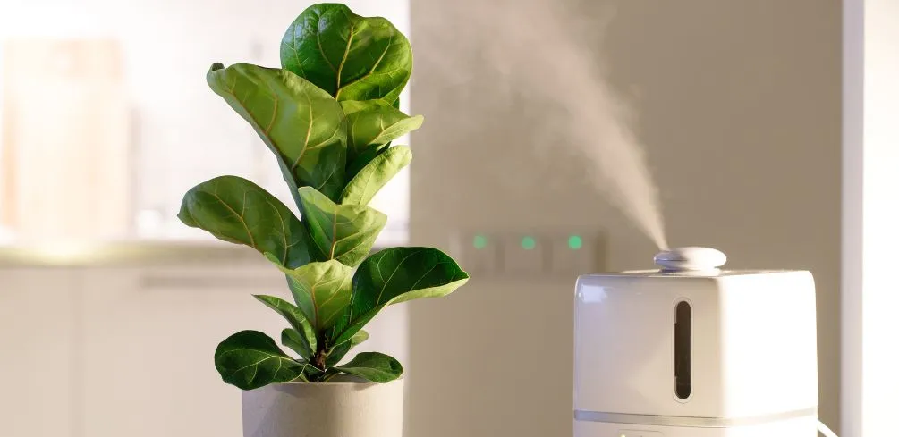 Where to Place Humidifier for Plants